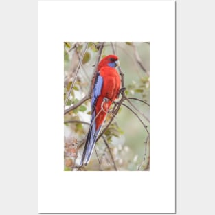 Crimson Rosella 01 Posters and Art